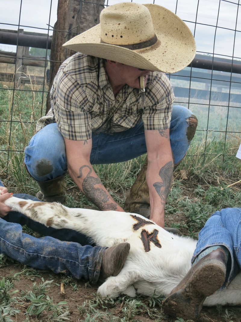 Illustration for article titled How To Brand A Cow Like A Cowboy